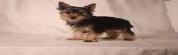 Yorkshire Terrier dogs for sale: Lacie - Ad 3