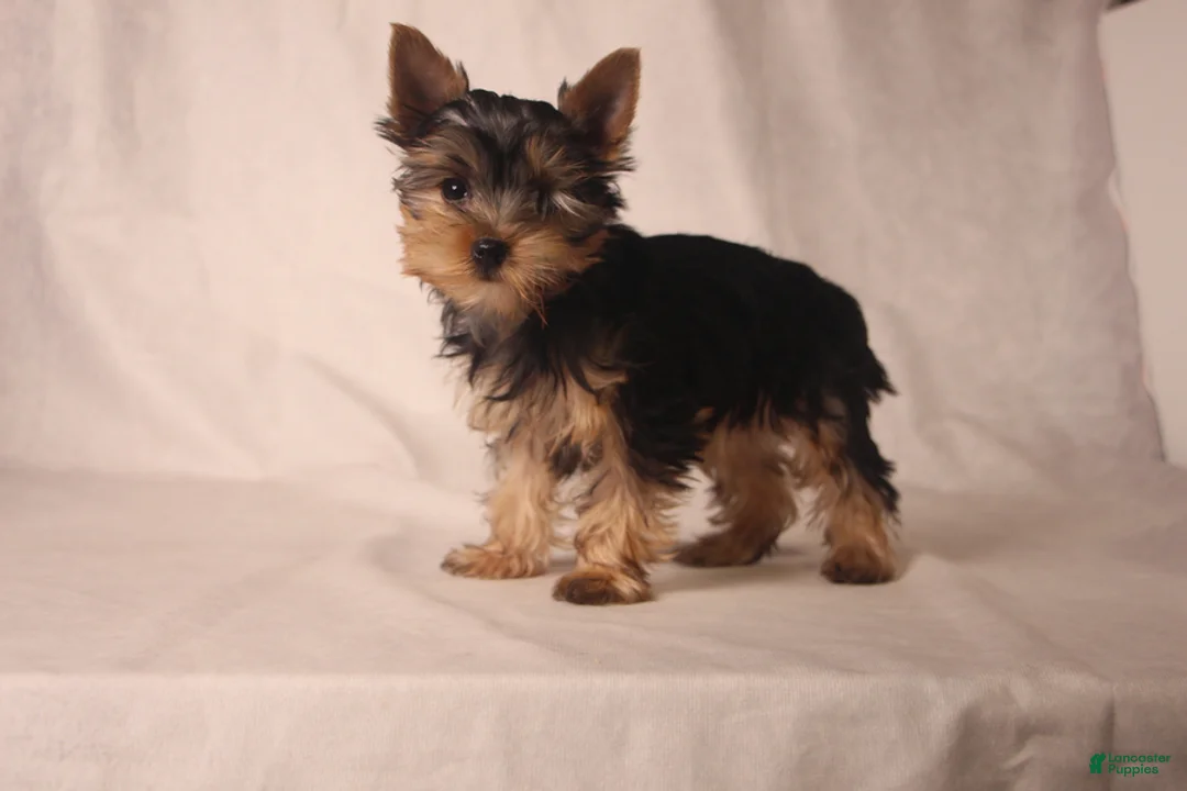 Yorkshire Terrier dogs for sale: Lacie - Ad 3