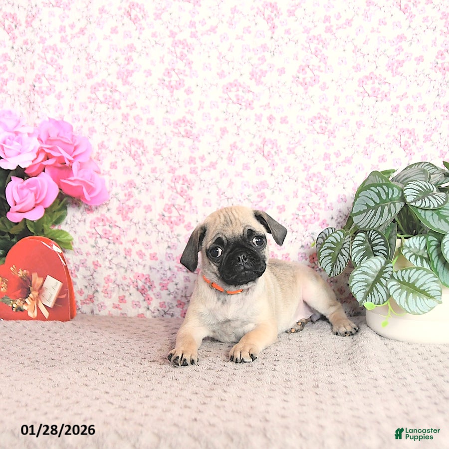 Pug dogs Lorita - Ad 2