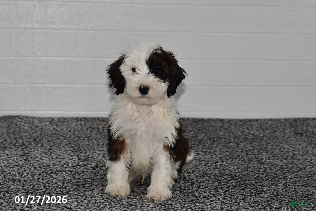 Mini Sheepadoodle dogs Ace - Ad 2