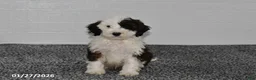 Mini Sheepadoodle dogs for sale: Ace - Ad 1