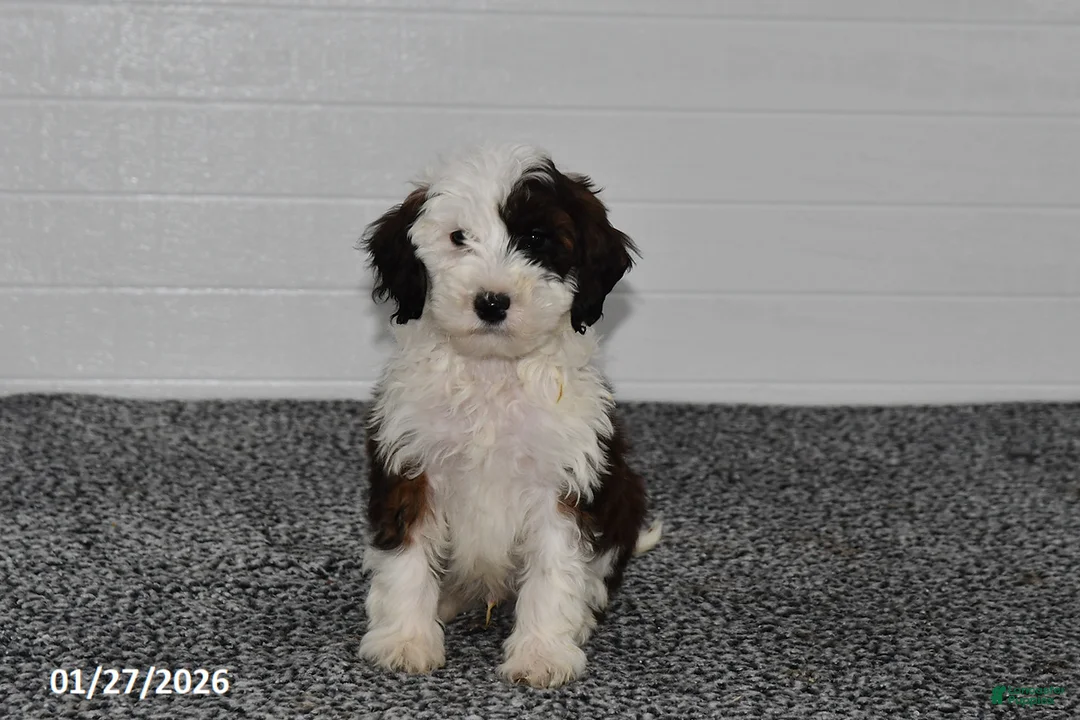 Mini Sheepadoodle dogs for sale: Ace - Ad 1