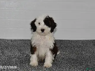 Mini Sheepadoodle dogs Ace - Ad 2