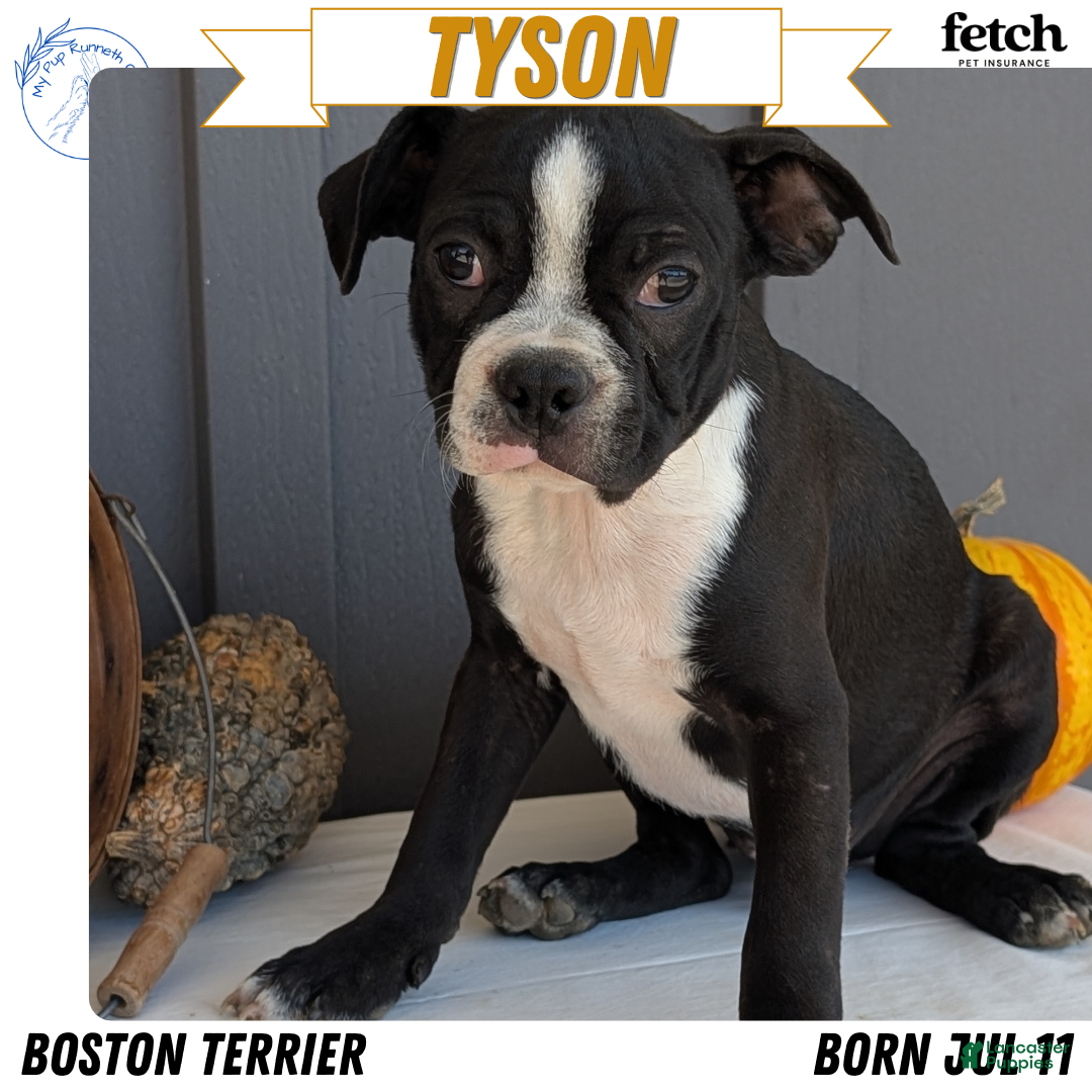 Boston Terrier dogs for sale: Tyson - Ad 1