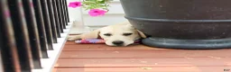 Labrador Retriever dogs for sale: Tinkerbell - Ad 3