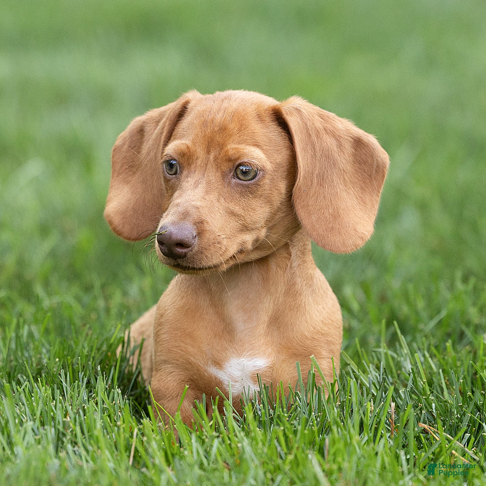 Miniature Dachshund dogs Mylan Miniature Dachshund  - Ad 2