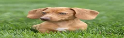 Miniature Dachshund dogs for sale: Mylan Miniature Dachshund  - Ad 2