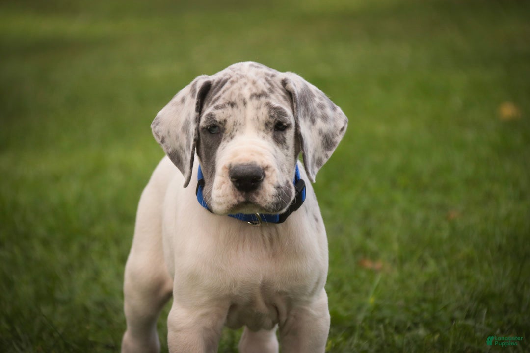 Great Dane dogs Colton Great Dane  - Ad 1