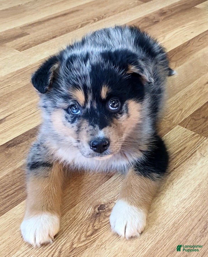 Mixed Breed dogs Lucy - Ad 8