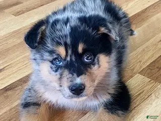 Mixed Breed dogs Lucy - Ad 8