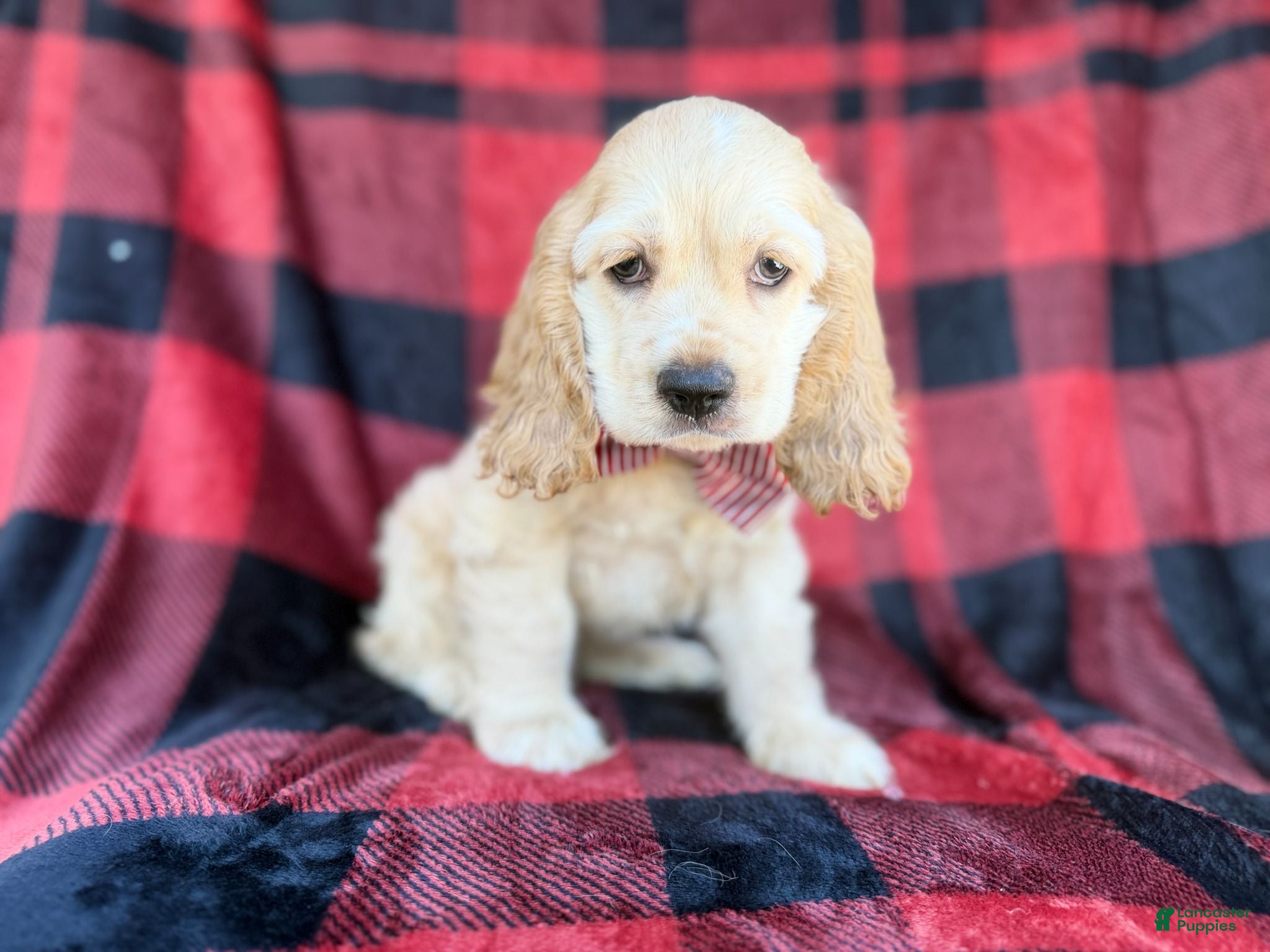 Cocker Spaniel dogs Tonka - Ad 1