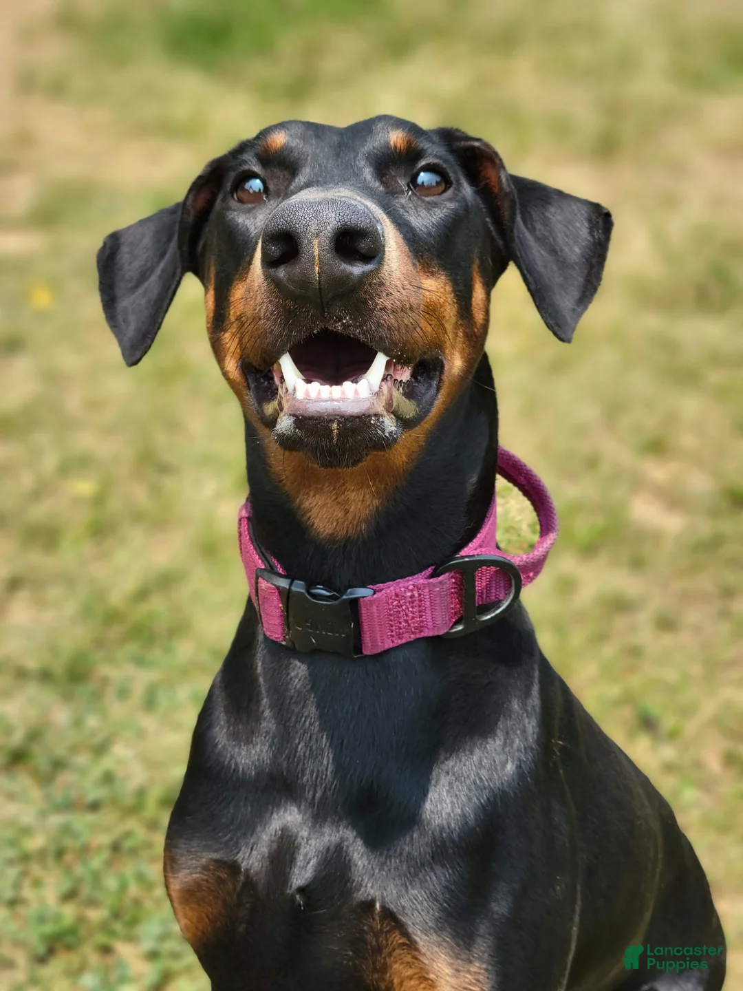 Doberman Pinscher dogs for sale: Kalypso - Ad 9