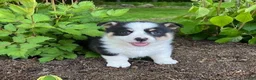 Welsh Corgi Pembroke dogs for sale: Owen - Ad 1