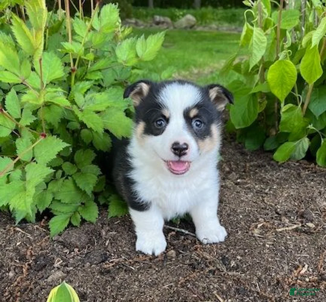 Welsh Corgi Pembroke dogs for sale: Owen - Ad 1