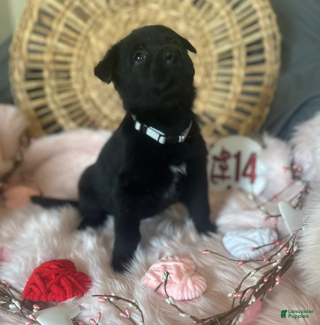 German Shepherd dogs for sale: Poppy  - Ad 4