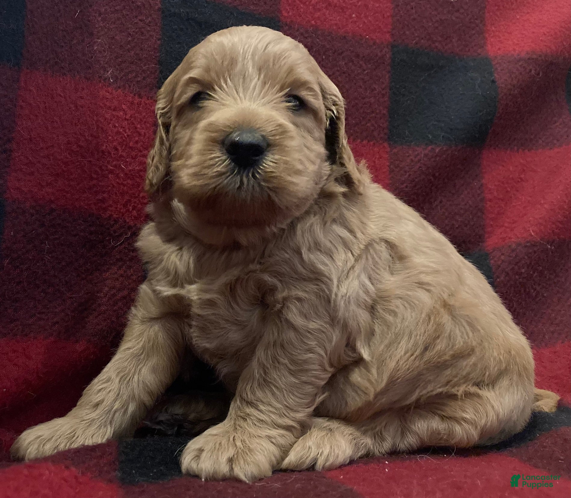 Labradoodle dogs Tucker - Ad 26