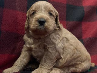 Labradoodle dogs Tucker - Ad 25