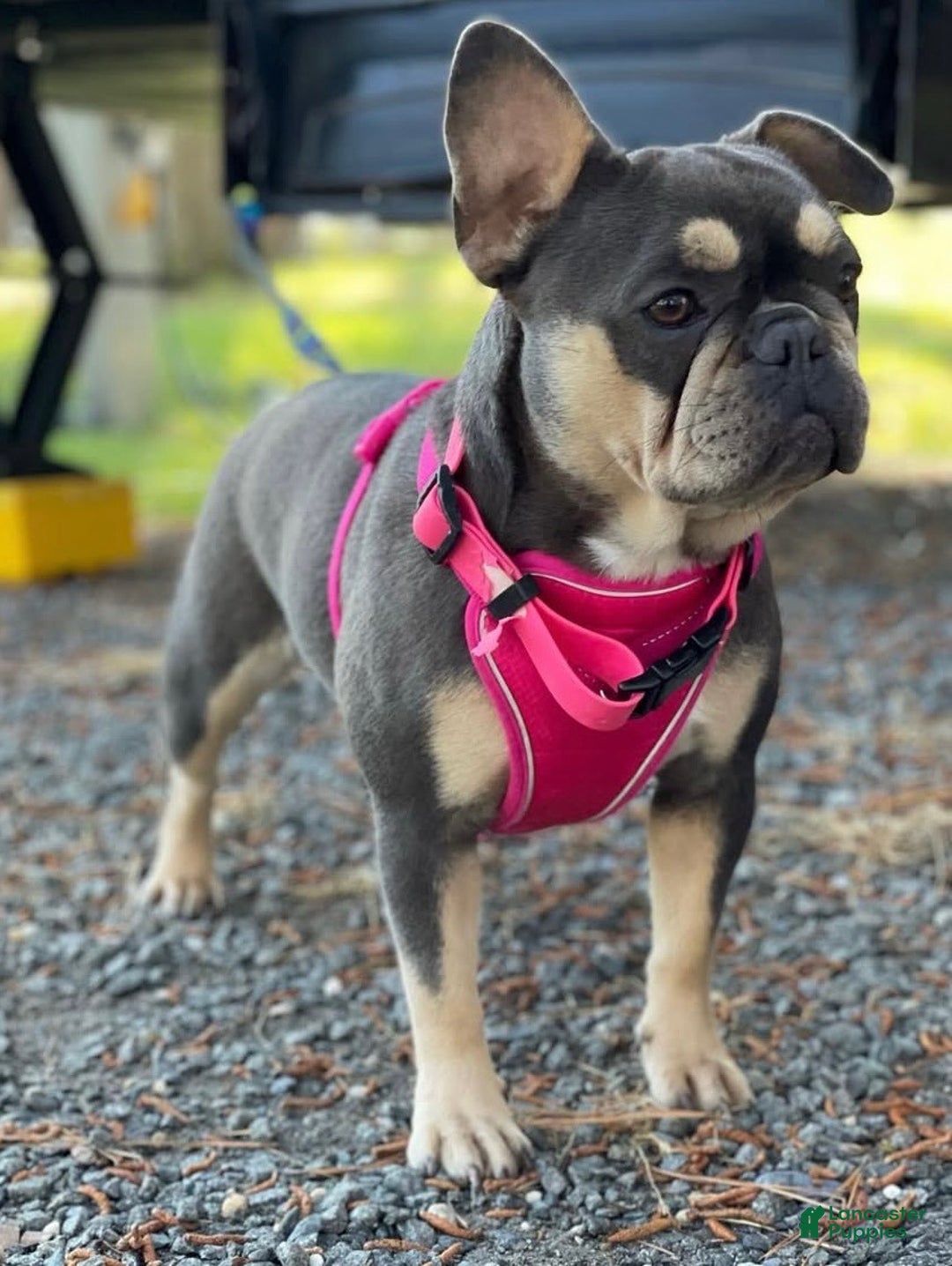 French Bulldog dogs for sale: 🎄 AKC Registered Rare Blue Pied French Bulldog Puppy – Ready for the Holidays! - Ad 8