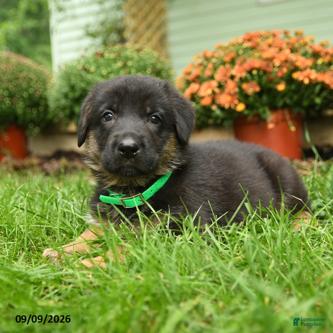 German Shepherd dogs for sale: Bruno - Ad 3
