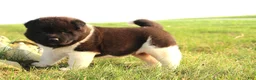 Akita dogs for sale: Akita 1 - Ad 3