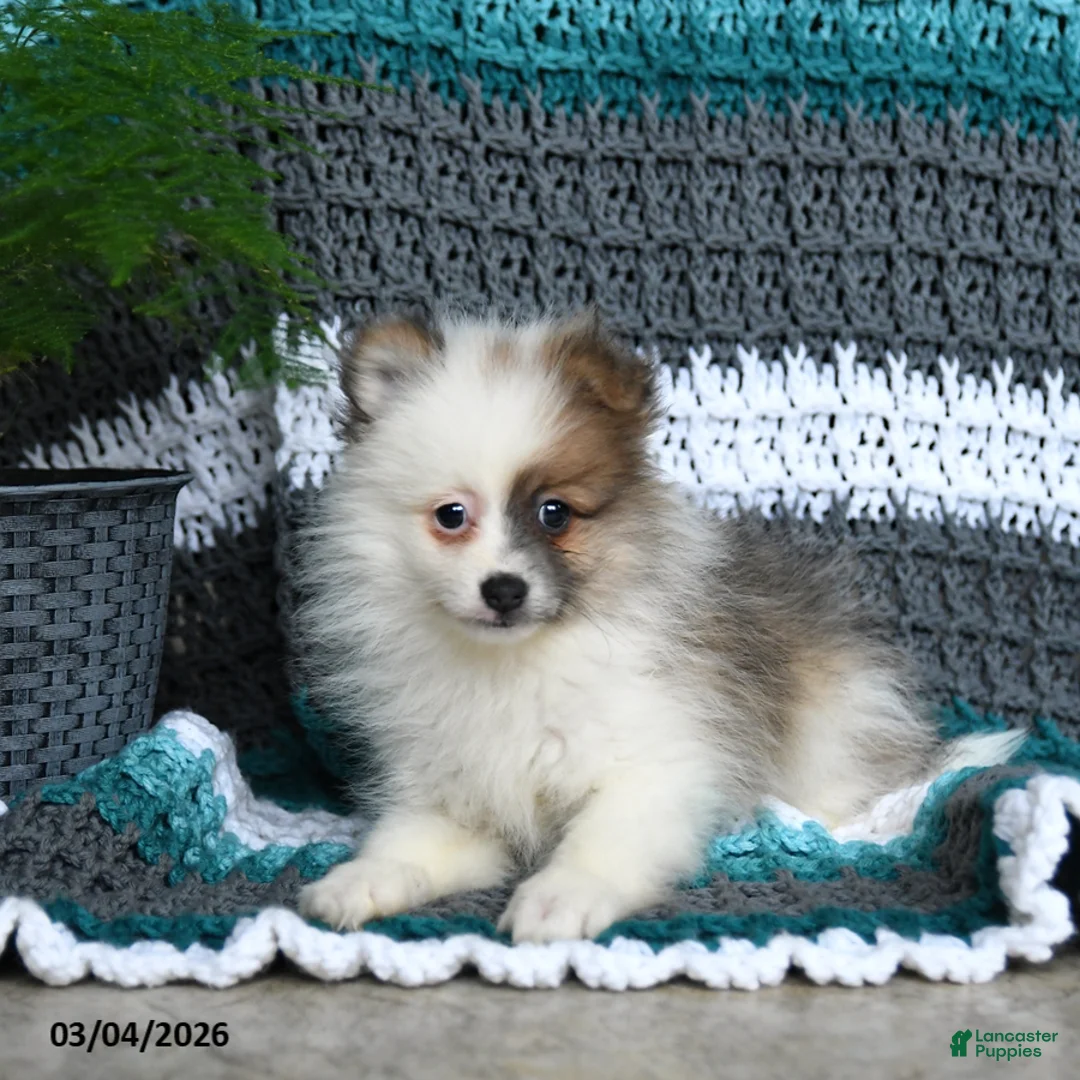 Pomeranian dogs for sale: Rascal - Ad 3