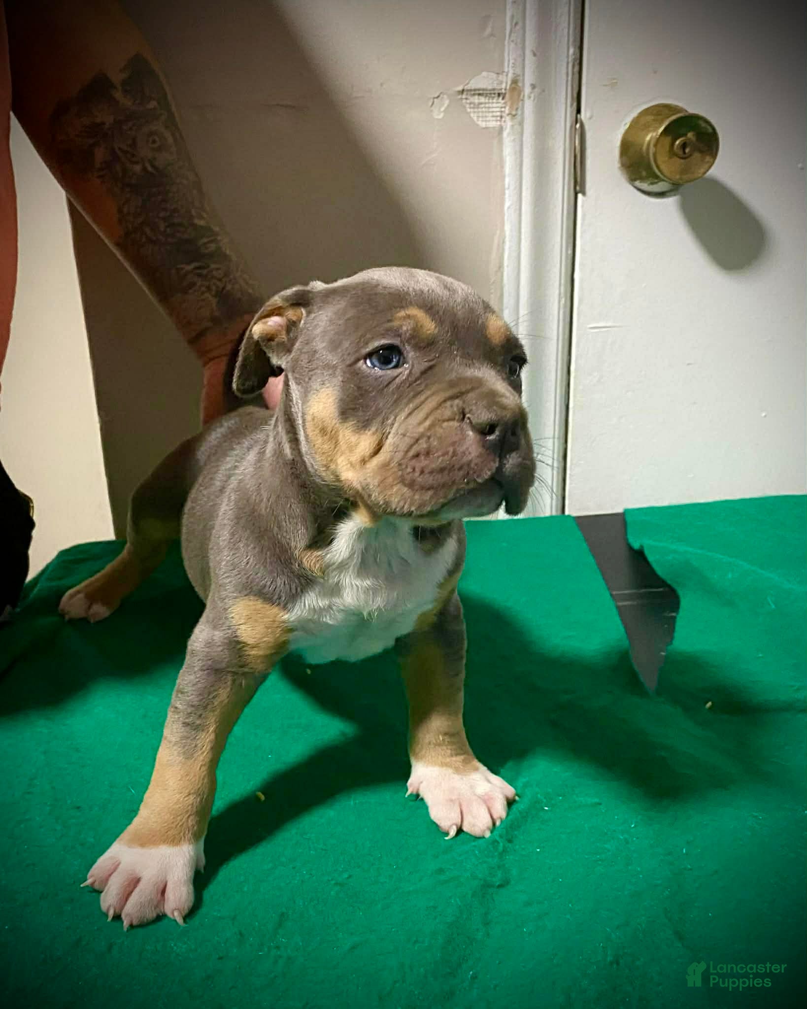 American Bully dogs for sale: American Bully Puppy 1 - Ad 2