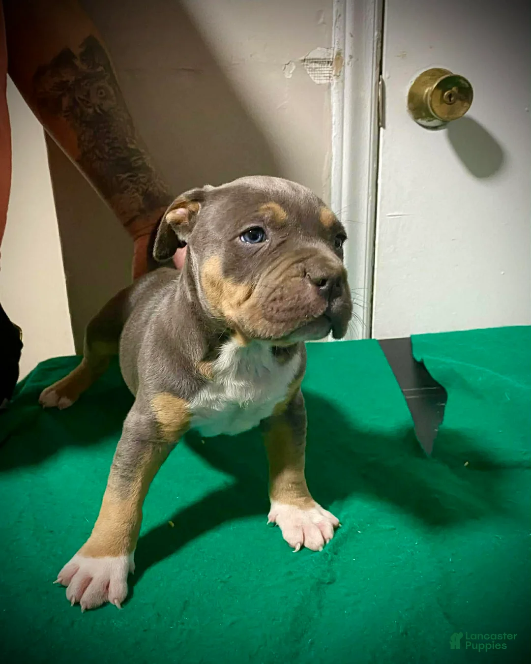 American Bully dogs for sale: American Bully Puppy 1 - Ad 1