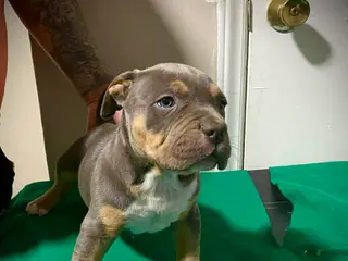 American Bully dogs for sale: American Bully Puppy 1 - Ad 2