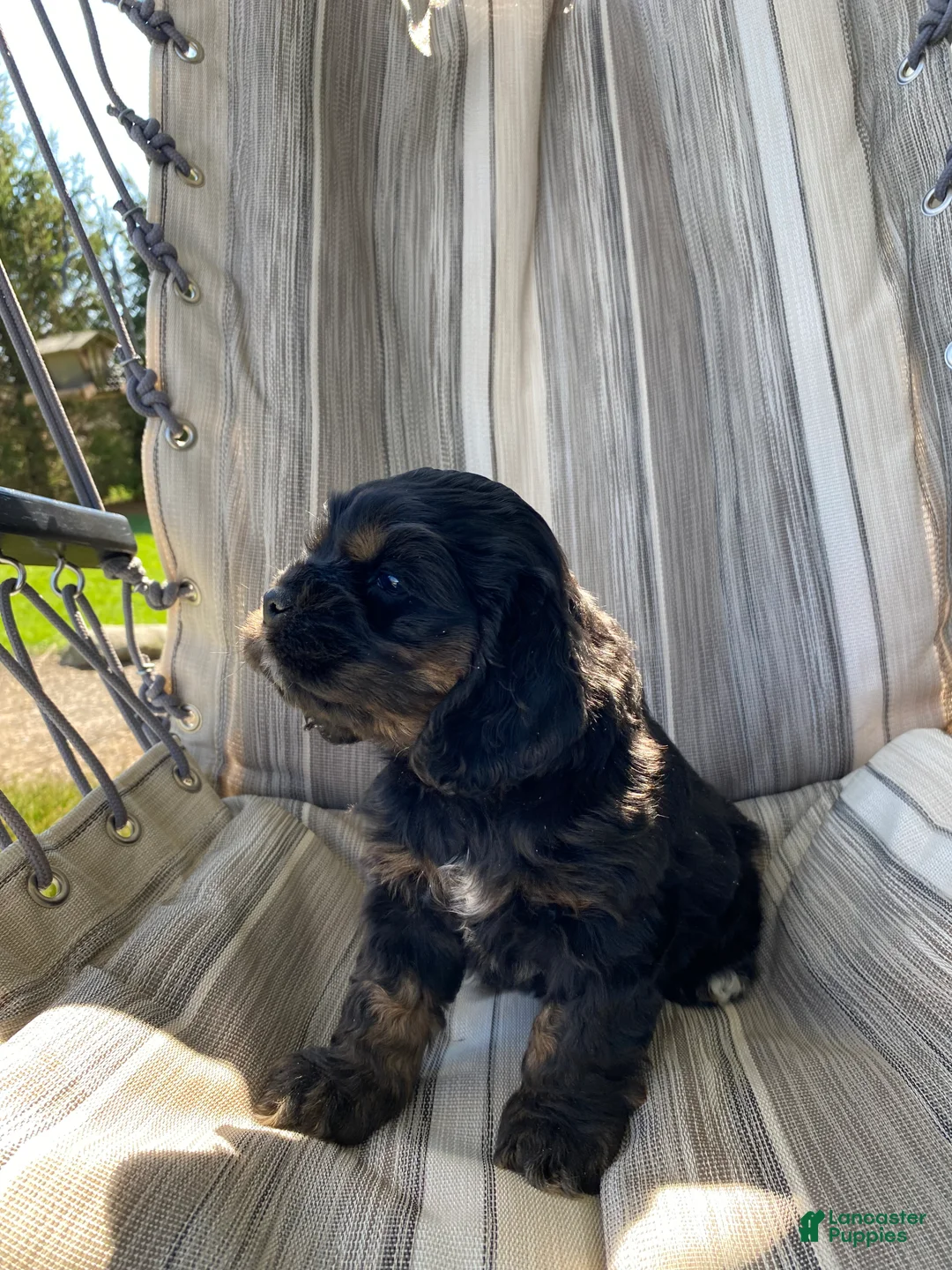 Cocker Spaniel dogs for sale: Gabe - Ad 2