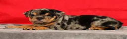 Beabull dogs for sale: Clark - Ad 8