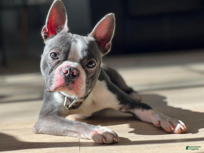 Gallery Image {{count}}