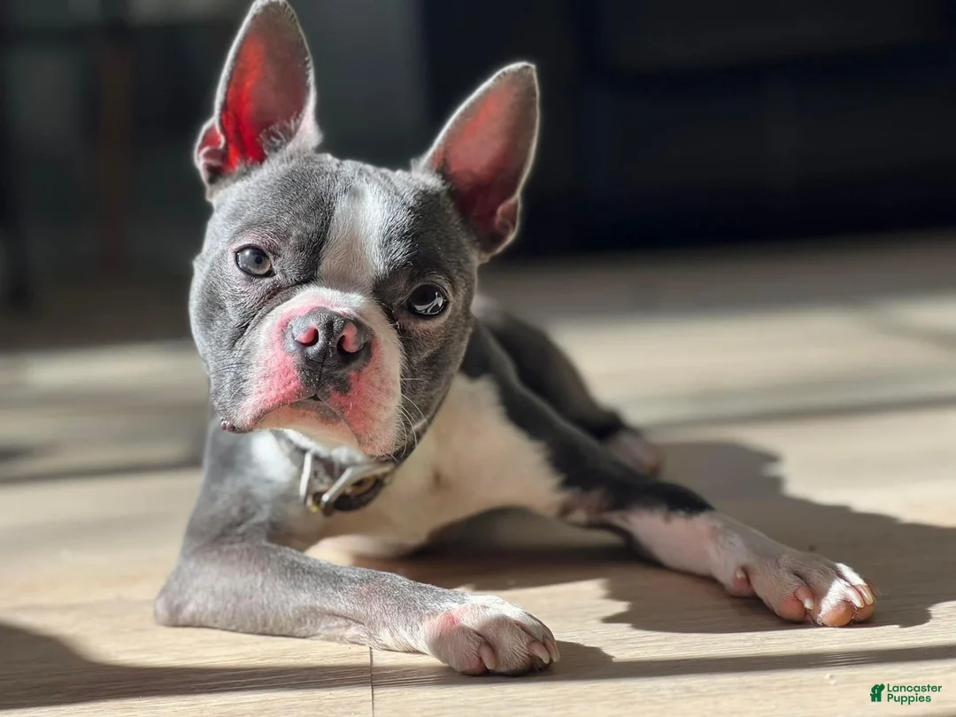 Gallery Image {{count}}