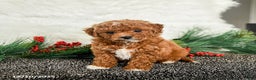 Toy Poodle dogs for sale: Holly - Ad 3
