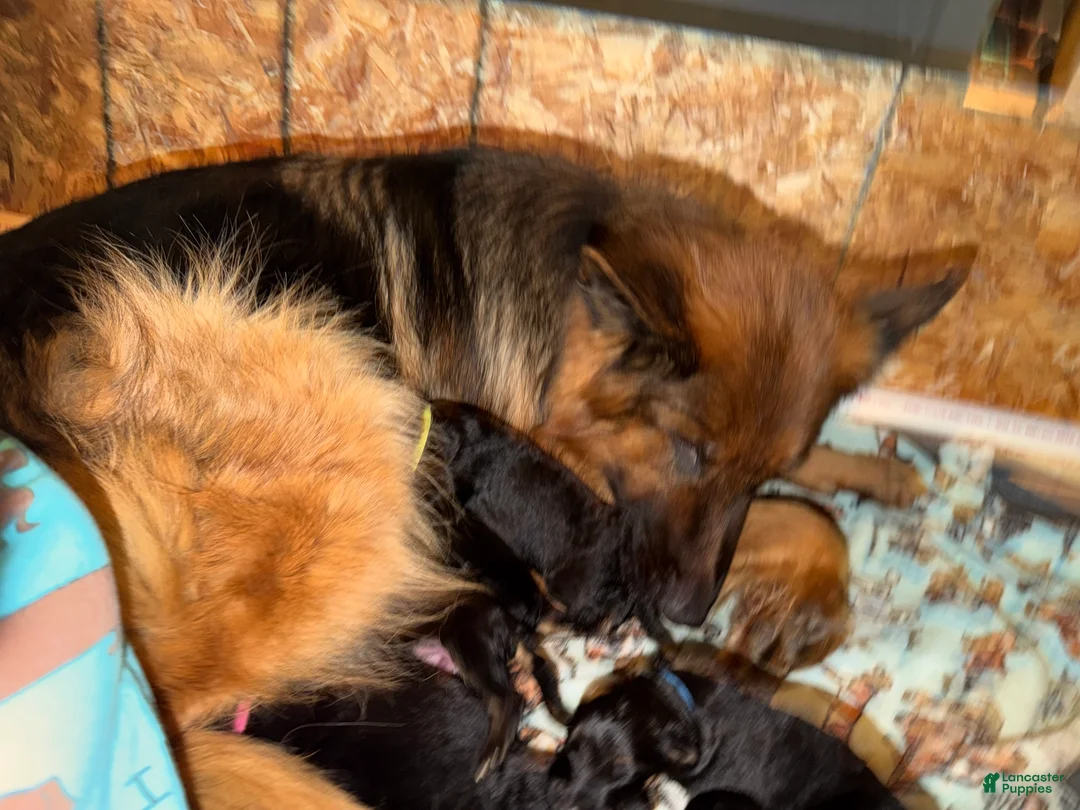 German Shepherd dogs for sale: Lh Champion bred import girl - Ad 2