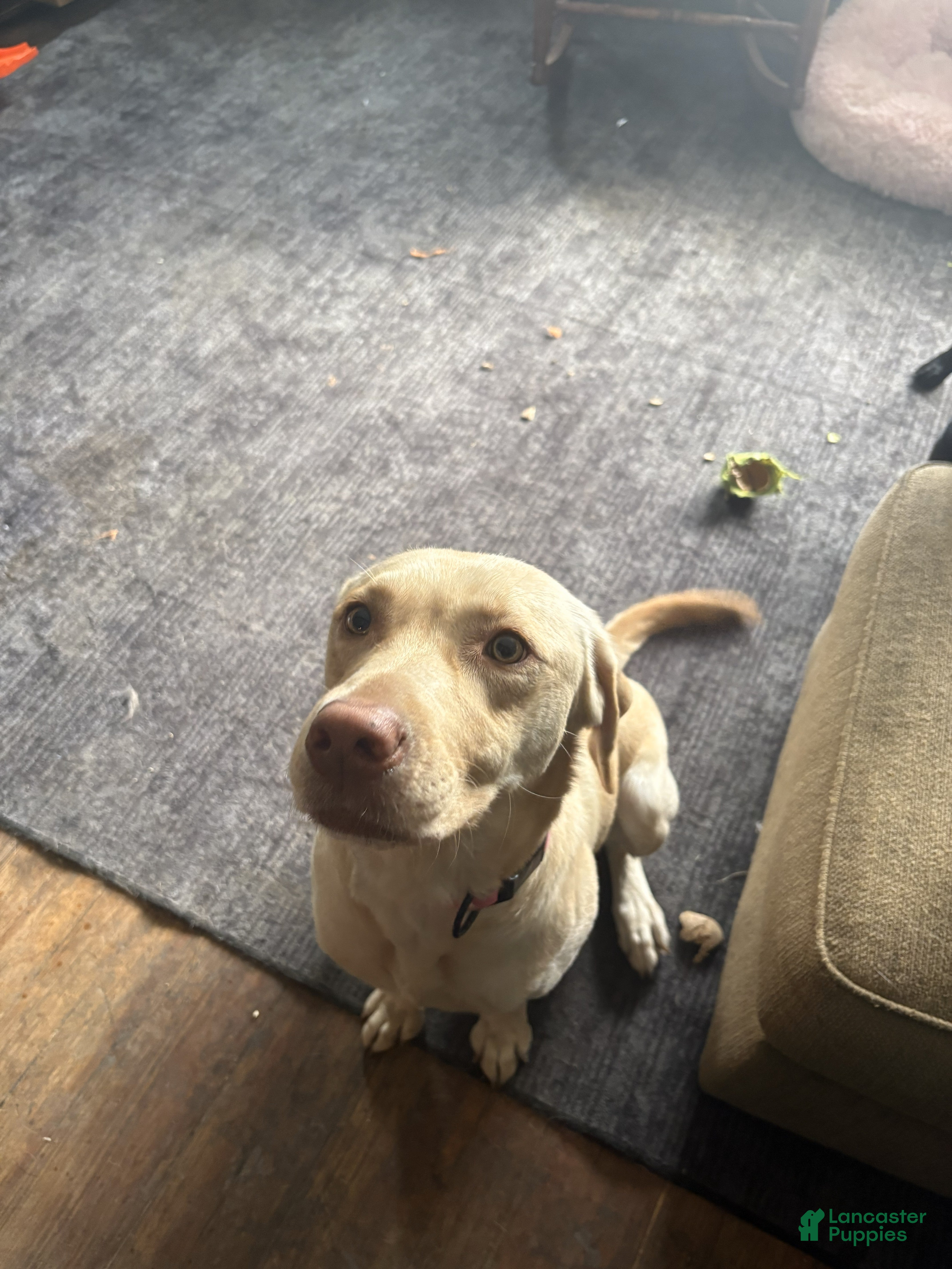 Labrador Retriever dogs for sale: Labrador Retriever Puppy 1 - Ad 1