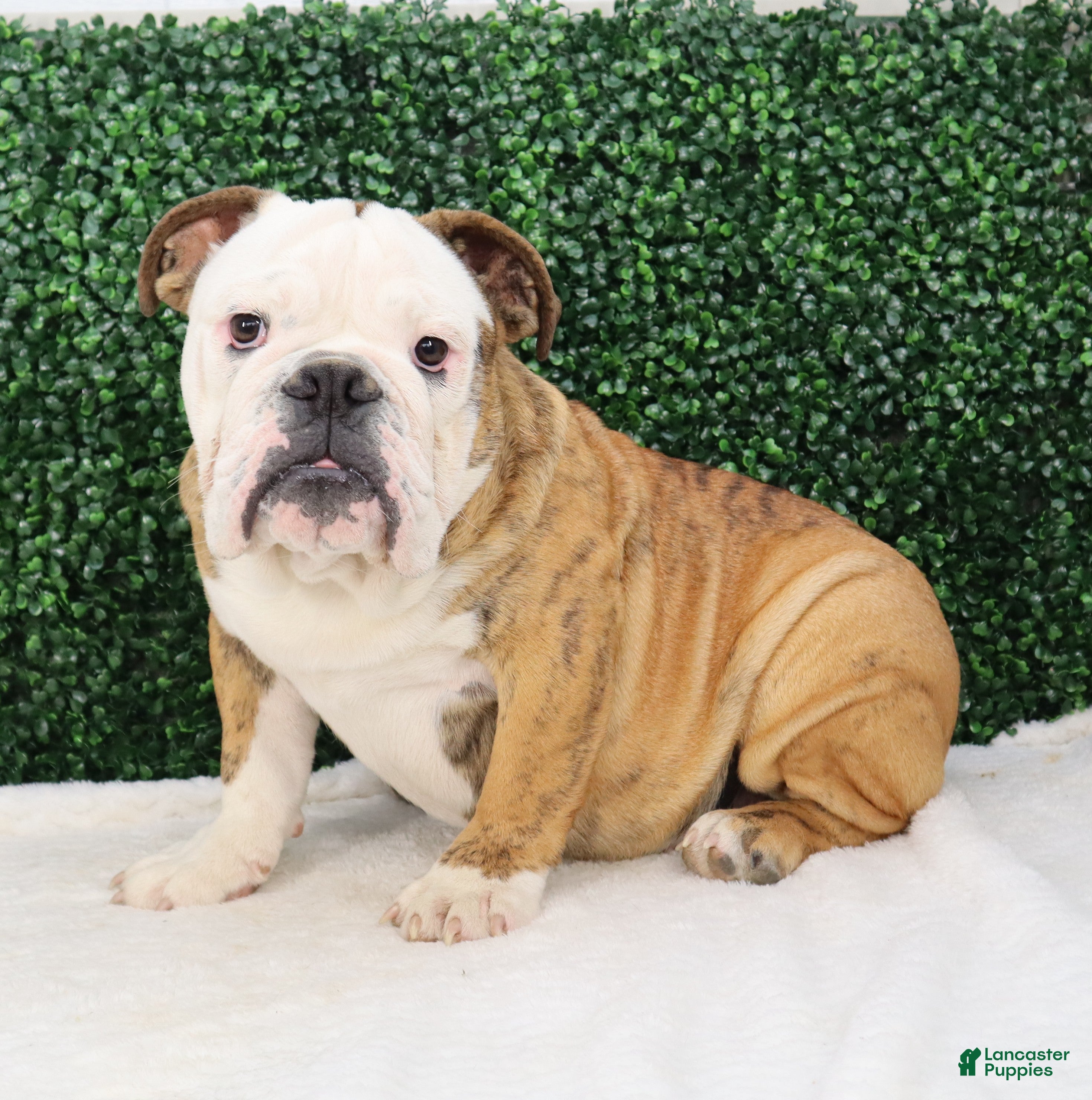 English Bulldog dogs Brutus - Ad 1
