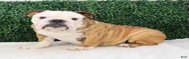 Brutus