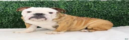 English Bulldog dogs for sale: Brutus - Ad 1