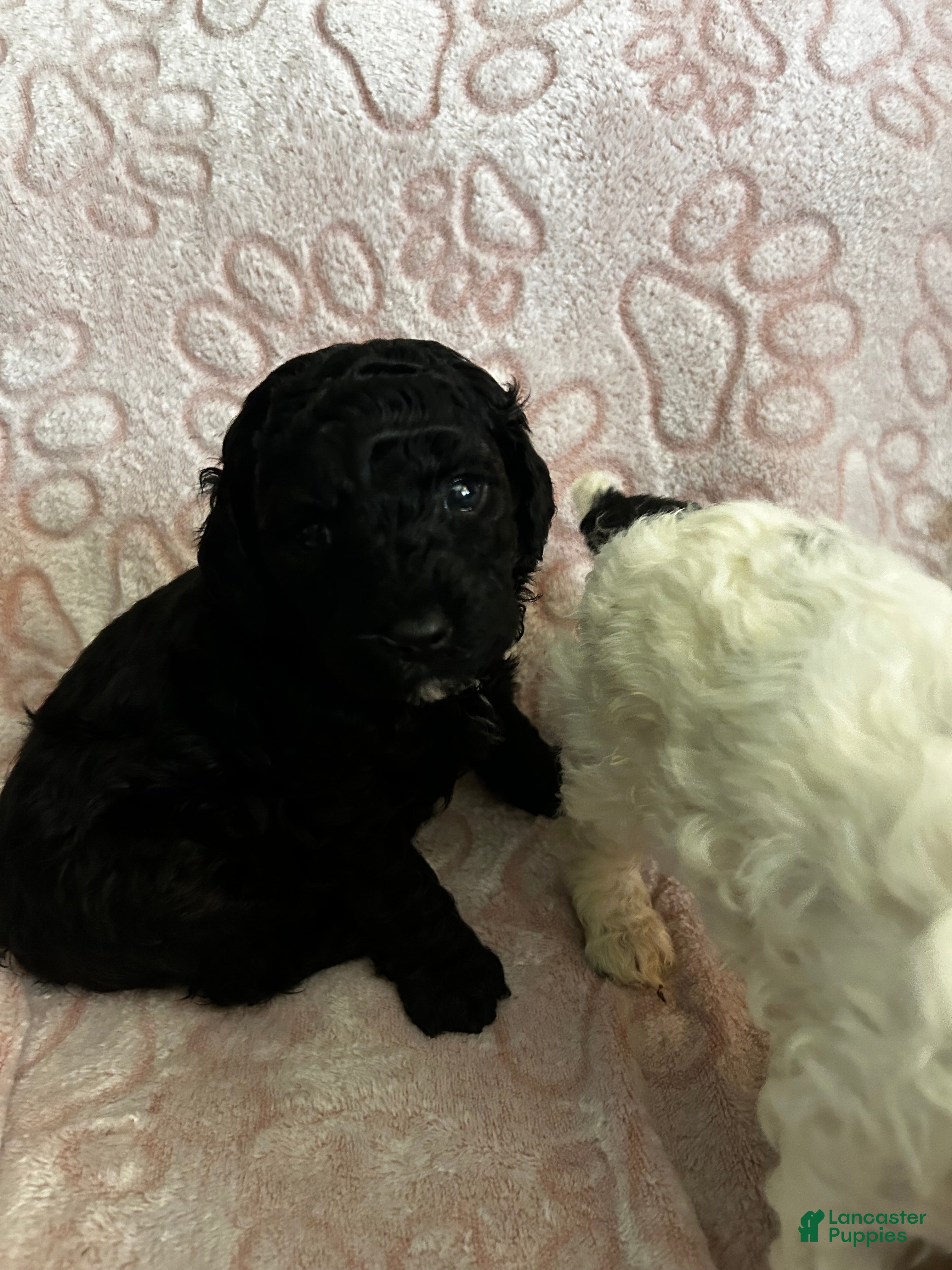 Miniature Poodle dogs Miniature Poodle Puppy 1 - Ad 3