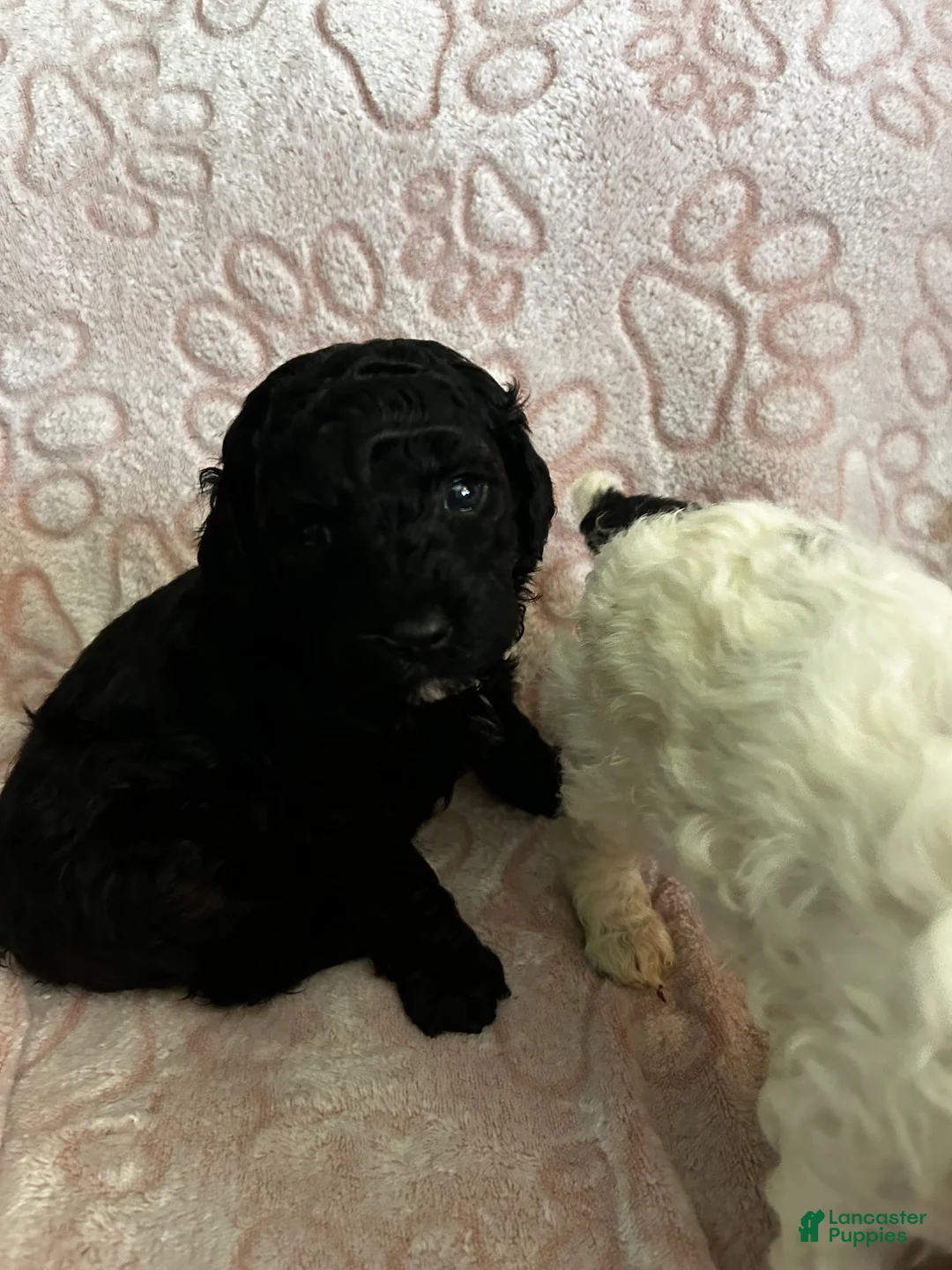 Miniature Poodle dogs for sale: Miniature Poodle Puppy 1 - Ad 1