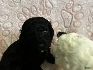 Miniature Poodle dogs Miniature Poodle Puppy 1 - Ad 3