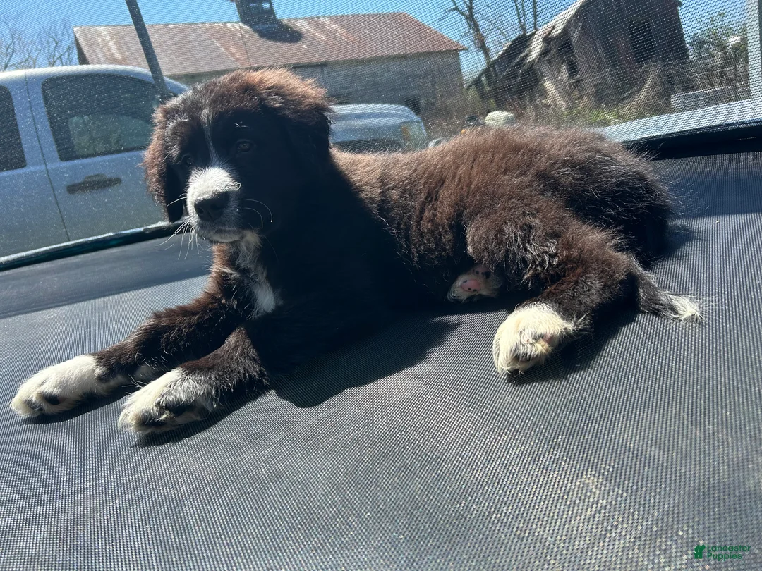 Mixed Breed dogs for sale: Onyx - Ad 3