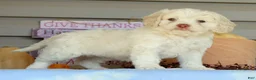 Cockapoo dogs for sale: Ellie - Ad 5