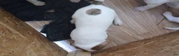 American Bulldog dogs for sale: Dot - Ad 10