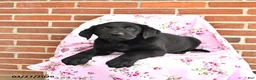 Labrador Retriever dogs for sale: Prince   - Ad 3