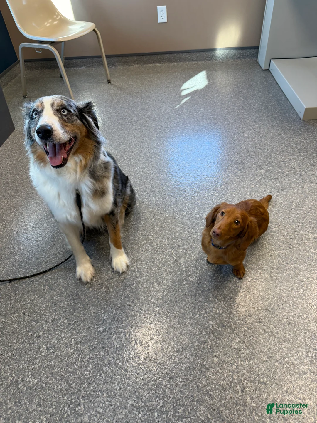Australian Shepherd dogs for sale: Australian Shepherd 1 - Ad 4