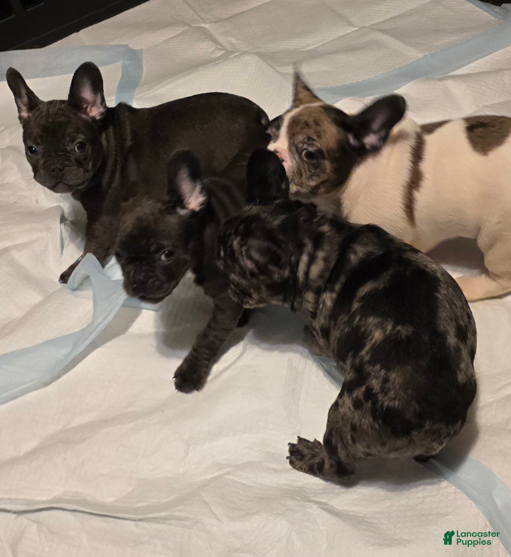 French Bulldog dogs French Bulldog Puppy 2 - Ad 2