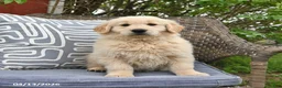 Golden Retriever dogs for sale: Mike - Ad 4