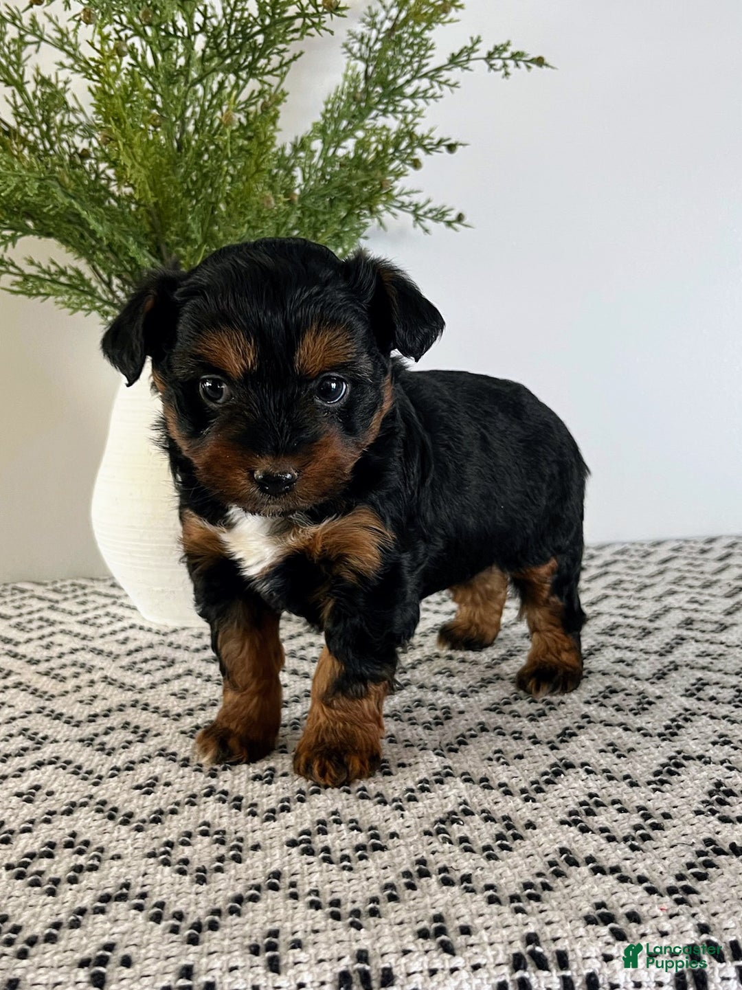 Mini Aussiedoodle dogs for sale: Ozzie - Ad 3