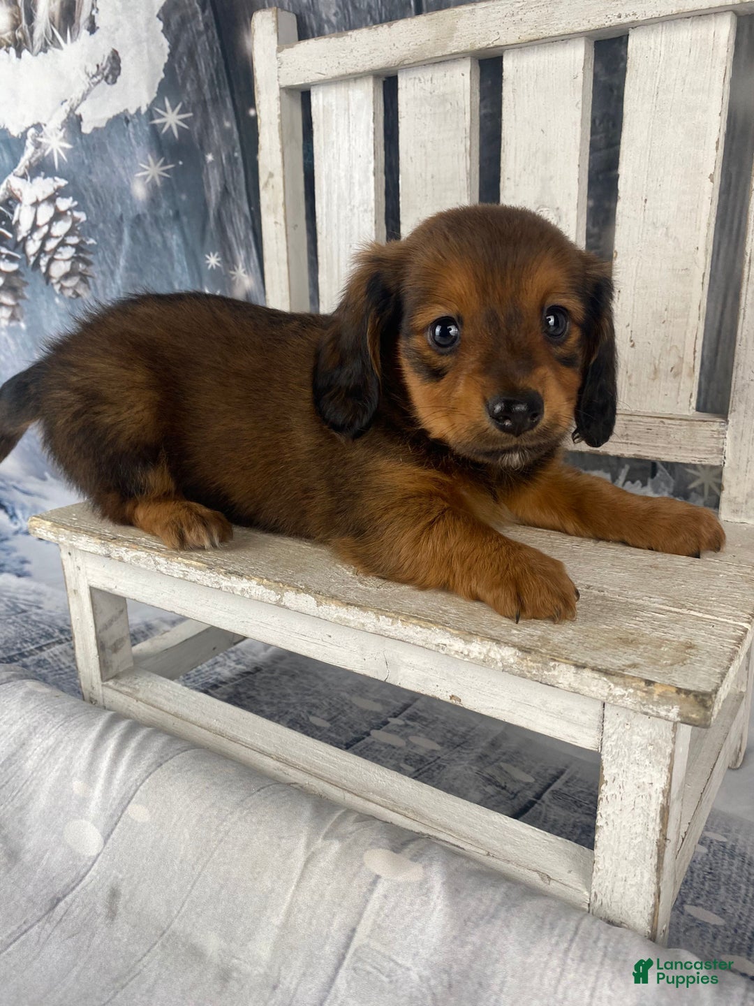 Miniature Dachshund dogs for sale: Dolly - Ad 9